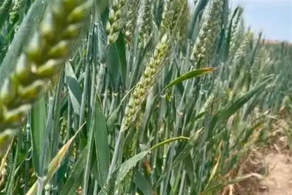 中麦578的亩产量，亩产量是526公斤左右