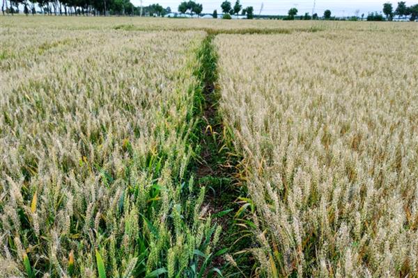 中麦578的亩产量，亩产量是526公斤左右