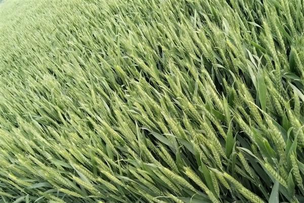 中麦578的亩产量，亩产量是526公斤左右