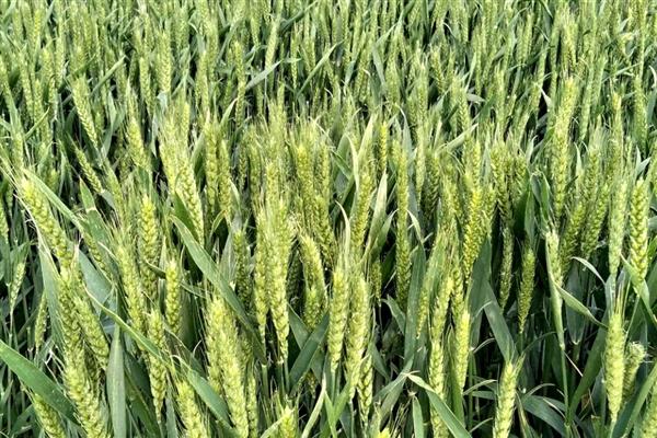 中麦578的亩产量，亩产量是526公斤左右