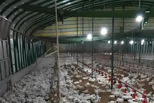 肉鸡的养殖要点，提供充足的饮用水并勤换水