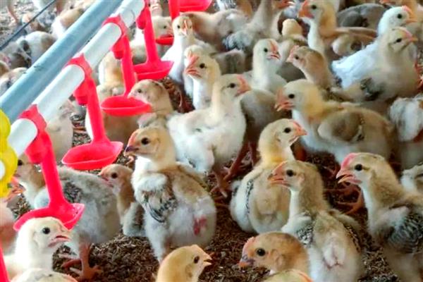 肉鸡的养殖要点，提供充足的饮用水并勤换水