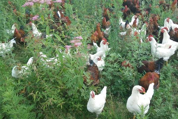 肉鸡的养殖要点，提供充足的饮用水并勤换水