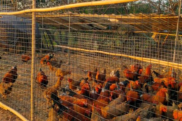 肉鸡的养殖要点，提供充足的饮用水并勤换水