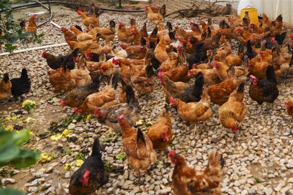 肉鸡的养殖要点，提供充足的饮用水并勤换水