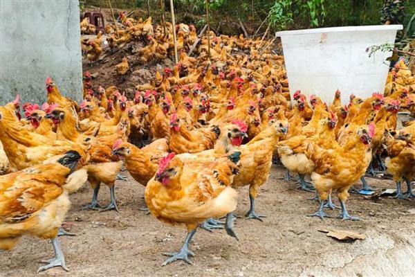 肉鸡的养殖要点，提供充足的饮用水并勤换水