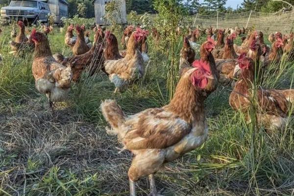 肉鸡的养殖要点，提供充足的饮用水并勤换水