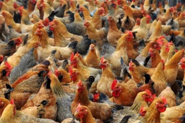 肉鸡的养殖要点，提供充足的饮用水并勤换水