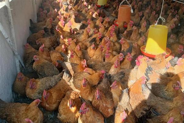 肉鸡的养殖要点，提供充足的饮用水并勤换水