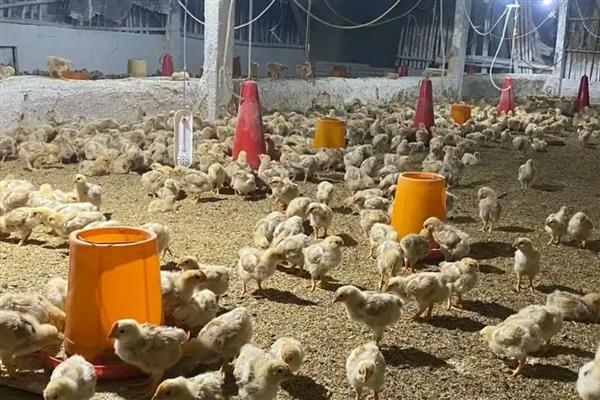 肉鸡的养殖要点，提供充足的饮用水并勤换水