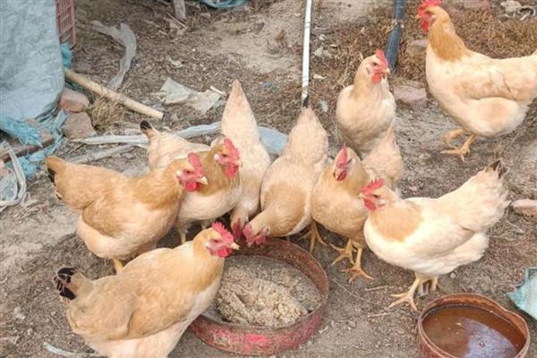 肉鸡的养殖要点，提供充足的饮用水并勤换水