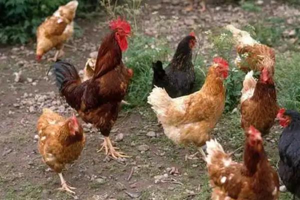 肉鸡的养殖要点，提供充足的饮用水并勤换水