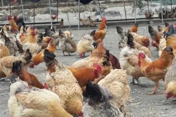 肉鸡的养殖要点，提供充足的饮用水并勤换水