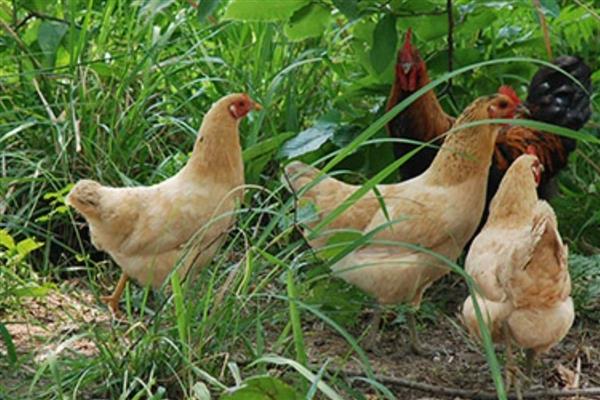 肉鸡的养殖要点，提供充足的饮用水并勤换水