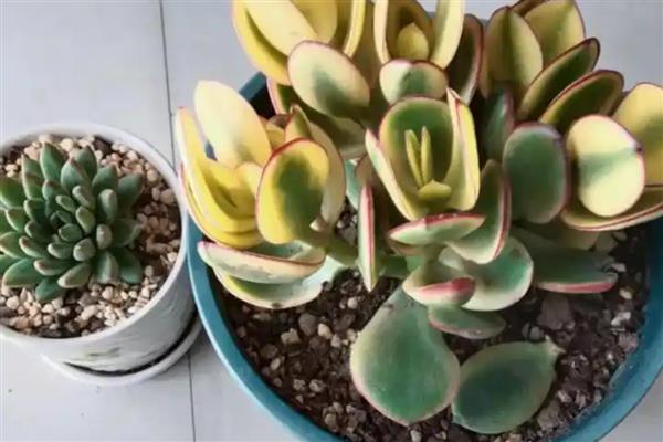 花月锦没锦了如何处理，缺少营养时要追施氮磷钾复合肥