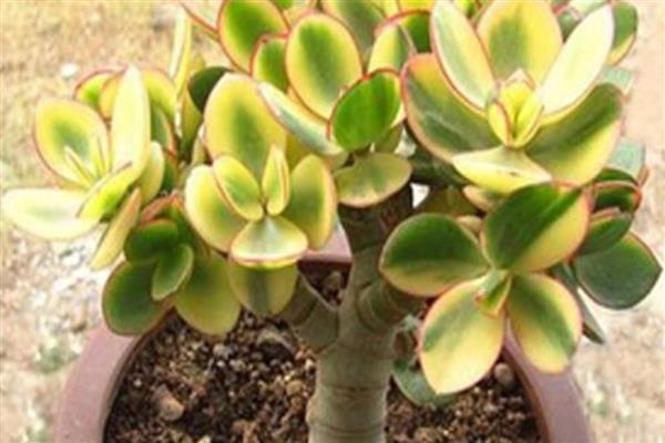 花月锦没锦了如何处理，缺少营养时要追施氮磷钾复合肥