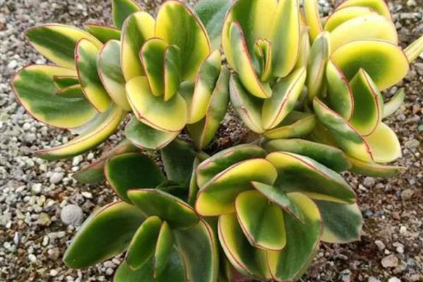 花月锦没锦了如何处理，缺少营养时要追施氮磷钾复合肥