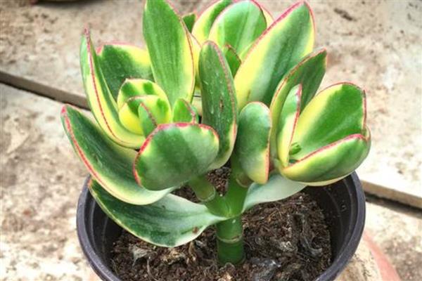 花月锦没锦了如何处理，缺少营养时要追施氮磷钾复合肥