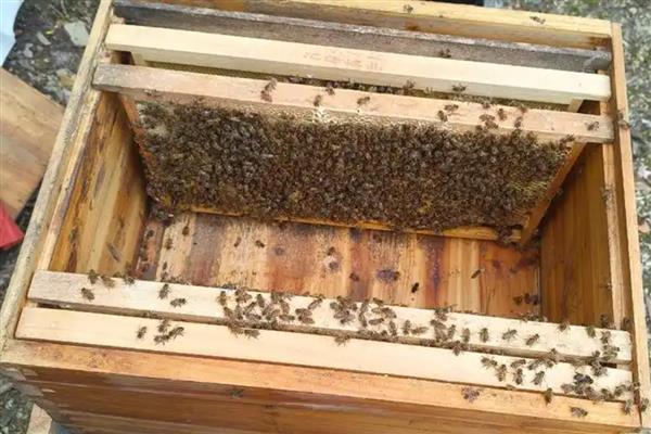 中蜂怎么合群，一般是弱群并入强群