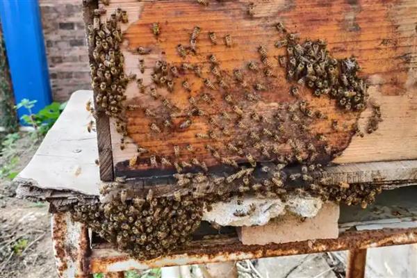 中蜂怎么合群，一般是弱群并入强群