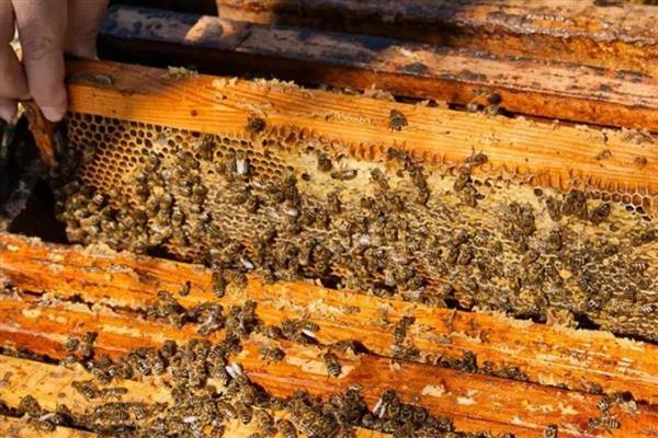 中蜂怎么合群，一般是弱群并入强群