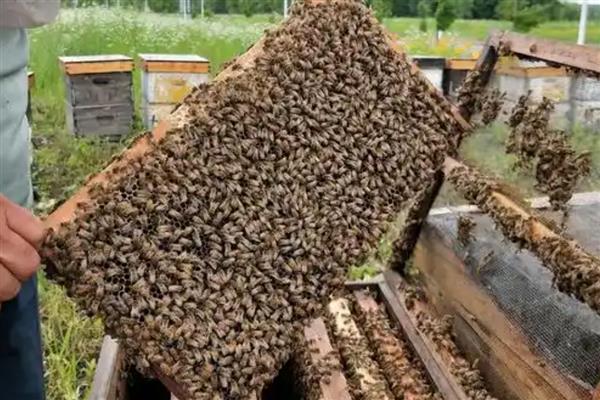 中蜂怎么合群，一般是弱群并入强群