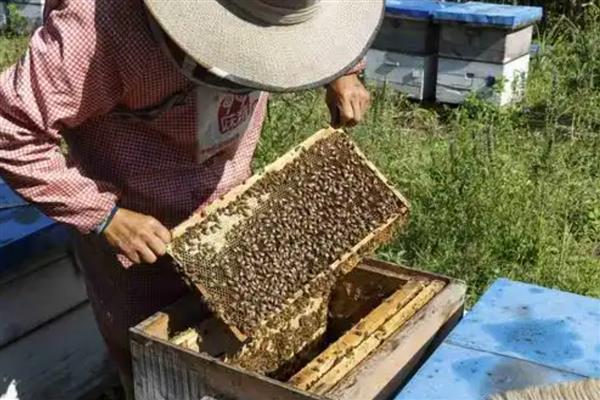 中蜂怎么合群，一般是弱群并入强群