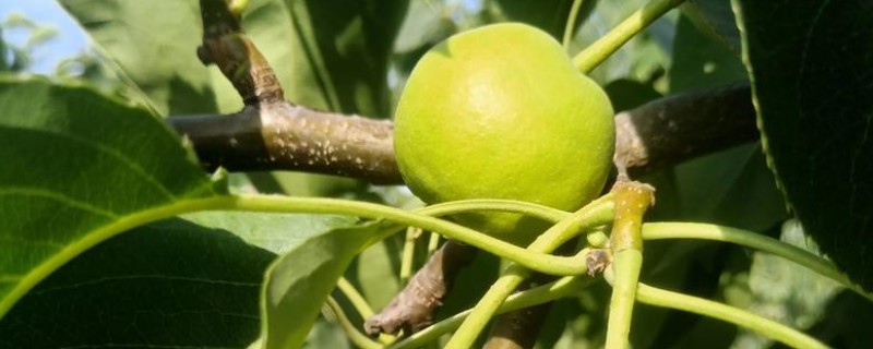 河北隆尧县的特产，有隆尧香梨、隆尧大葱等