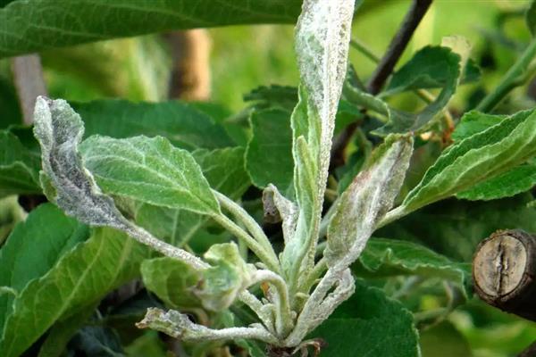 核桃白粉病怎么防治,发病初期喷施三唑酮硫磺悬浮剂等药物