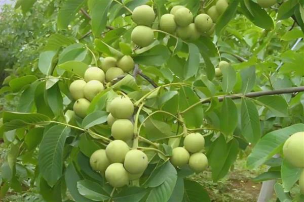 核桃白粉病怎么防治,发病初期喷施三唑酮硫磺悬浮剂等药物