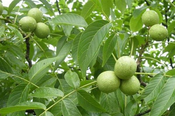 核桃白粉病怎么防治,发病初期喷施三唑酮硫磺悬浮剂等药物