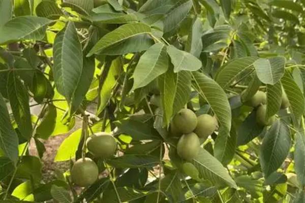 核桃白粉病怎么防治,发病初期喷施三唑酮硫磺悬浮剂等药物