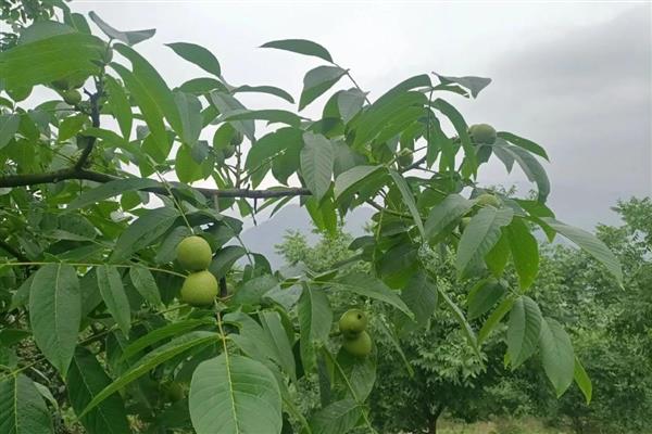 核桃白粉病怎么防治,发病初期喷施三唑酮硫磺悬浮剂等药物