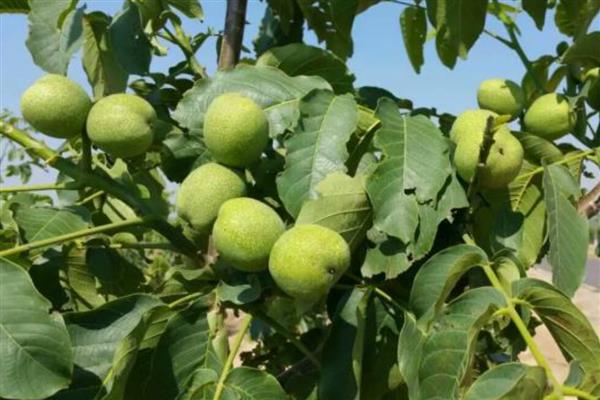 核桃白粉病怎么防治,发病初期喷施三唑酮硫磺悬浮剂等药物