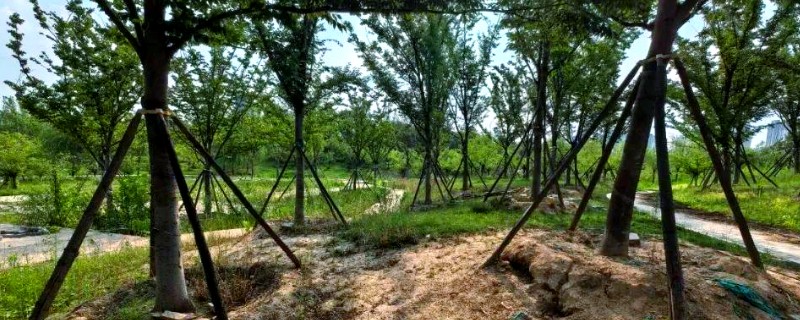 大树移植技术，移植前一年先将树的根系给断掉