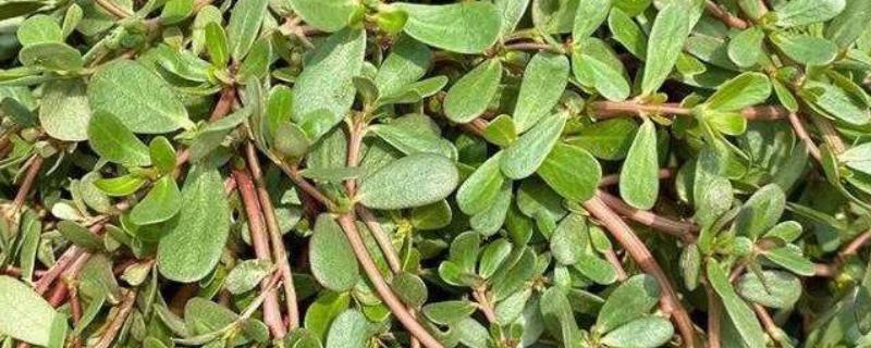 马齿苋喂母猪有哪些禁忌，不可投喂过多