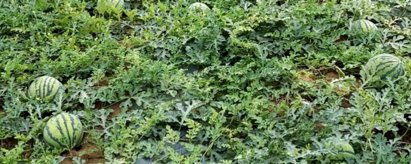 西瓜产于哪里,主产于河南、山东、浙江等省份