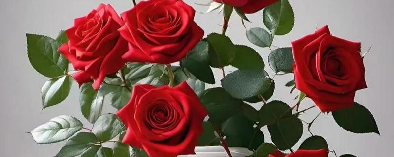 玫瑰花的品种，常见的有卡罗拉、白玫瑰等