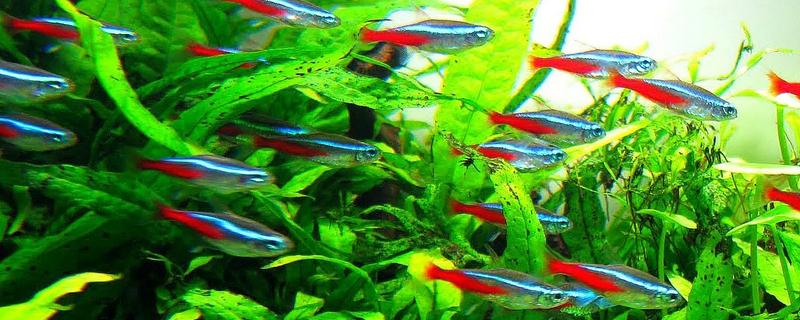 红绿灯鱼好养活吗，饲养的难度并不低
