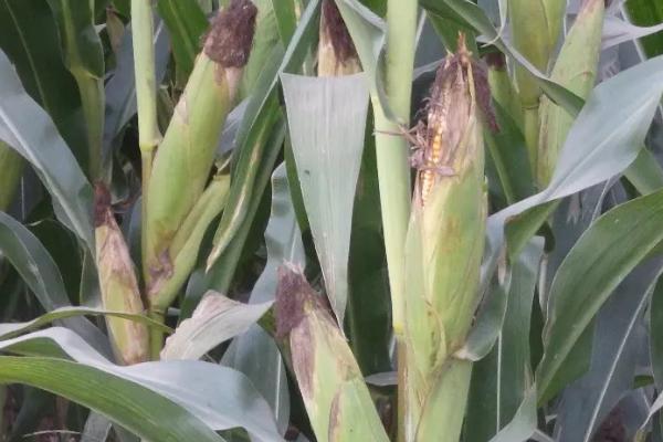 国瑞188D玉米品种的特性，亚洲玉米螟一般不需防治