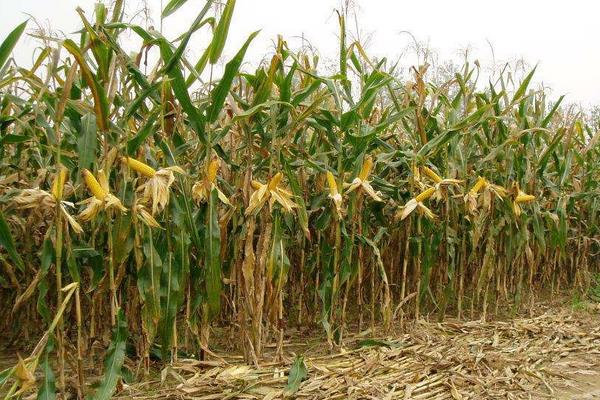 国瑞188D玉米品种的特性，亚洲玉米螟一般不需防治