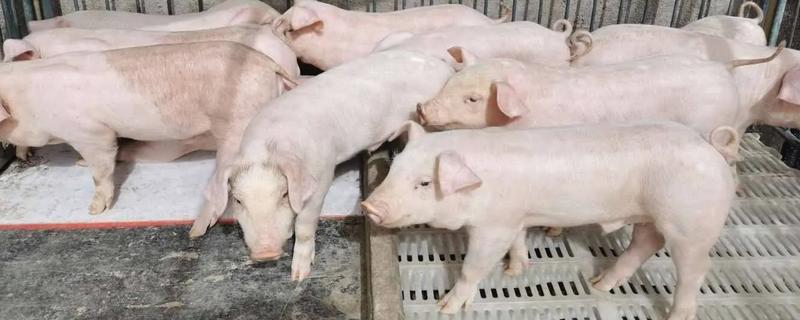 小猪拉黄白痢用什么药，用土霉素灌服