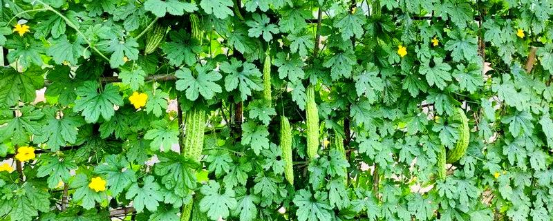 苦瓜的收获时间，开花后经过15天左右即可采收