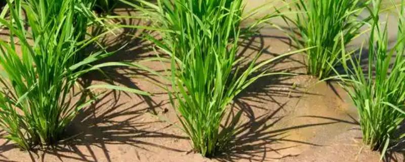 水稻茎叶除草会影响分蘖吗，剂用量过大会影响