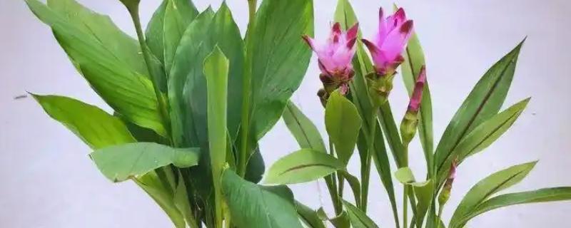 怎么养殖姜荷花，每天至少提供6小时的光照