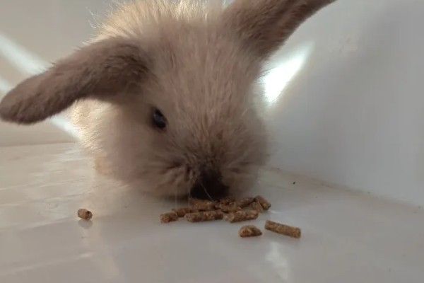 如何自制兔全价饲料,不同生长阶段的饲料配方不同