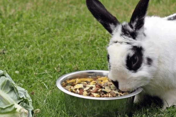 如何自制兔全价饲料,不同生长阶段的饲料配方不同