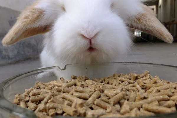 如何自制兔全价饲料,不同生长阶段的饲料配方不同