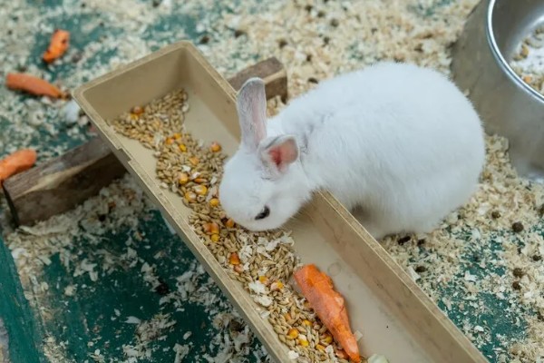 如何自制兔全价饲料,不同生长阶段的饲料配方不同
