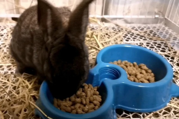 如何自制兔全价饲料,不同生长阶段的饲料配方不同